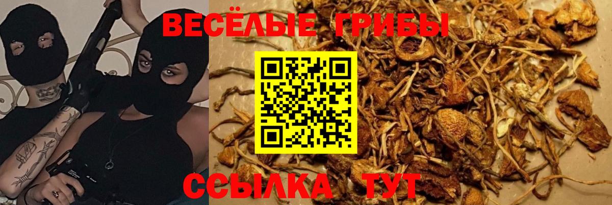 Галлюциногенные грибы Magic Shrooms  купить  сайты  Вход с VPN  Михайловск  Псилоцибиновые грибы Psilocybe 